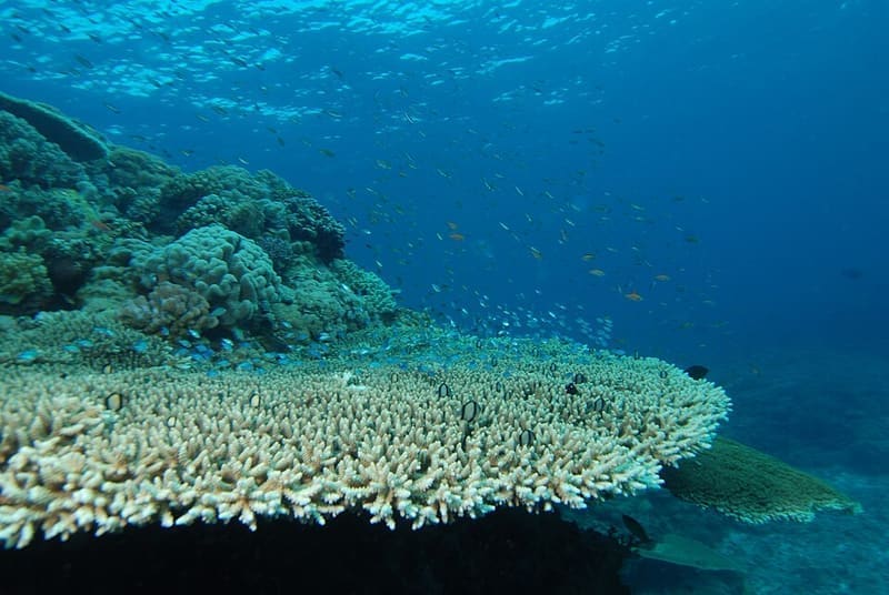 Acropora (Acropora spp.)