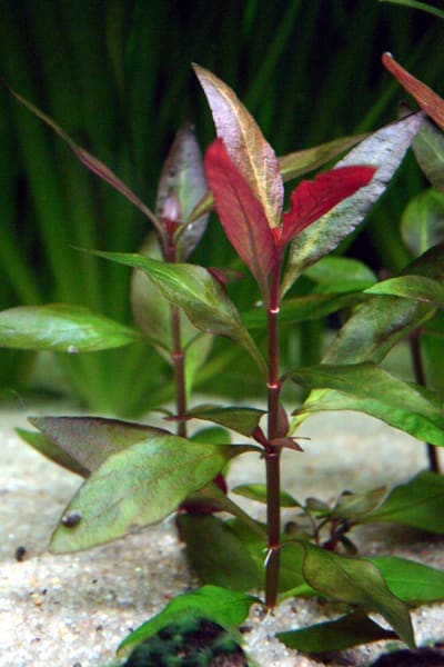 Alternanthera Reineckii Mini (Alternanthera reineckii 'Mini')
