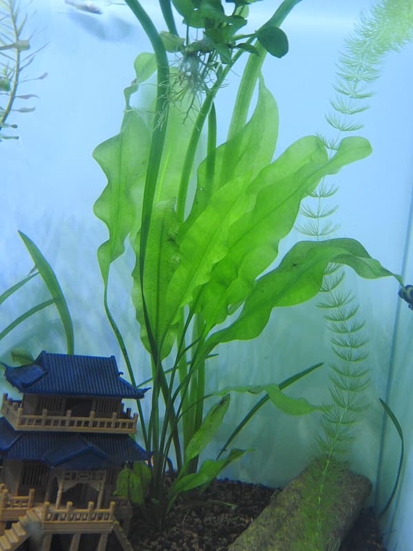 Amazon Sword (Echinodorus grisebachii 'Bleherae')
