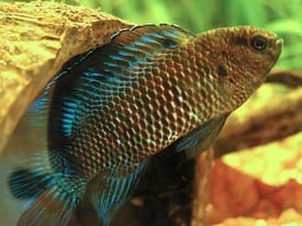 Blue Badis (Badis badis)