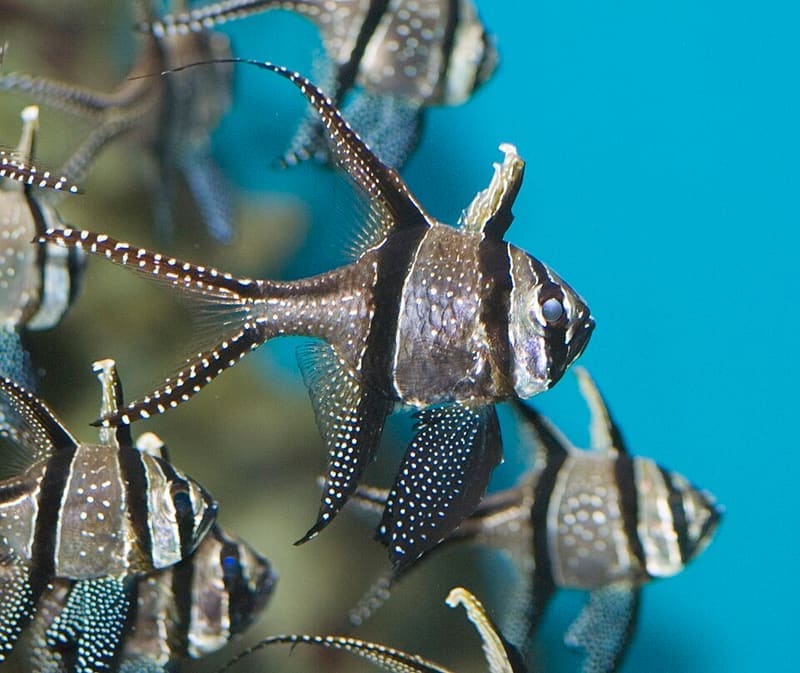 Banggai Cardinalfish (Pterapogon kauderni)