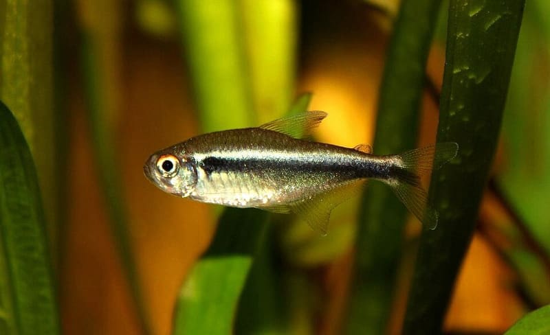 Black Neon Tetra (Hyphessobrycon herbertaxelrodi)