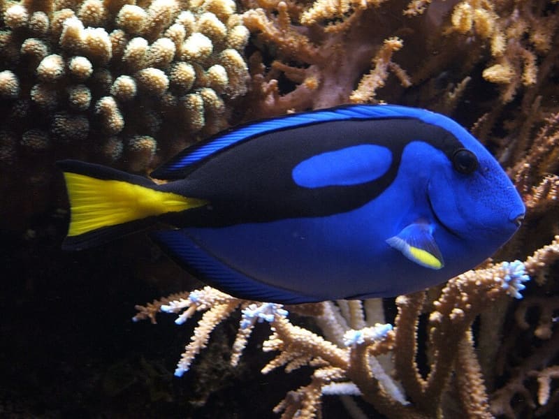 Blue Hippo Tang (Paracanthurus hepatus)