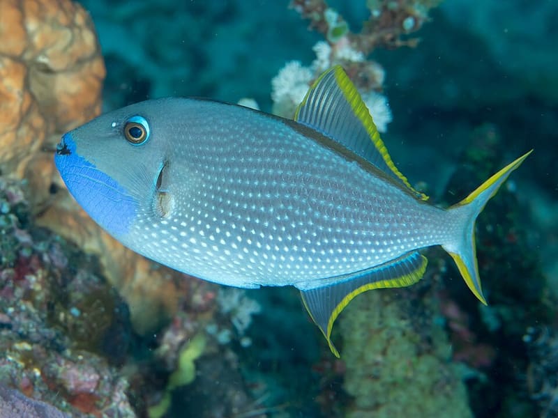 Bluejaw Triggerfish (Xanthichthys auromarginatus)
