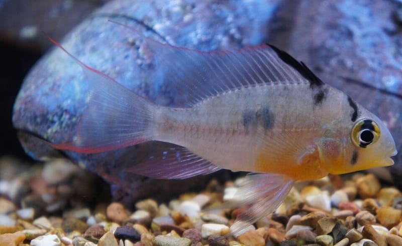 Bolivian Ram (Mikrogeophagus altispinosus)