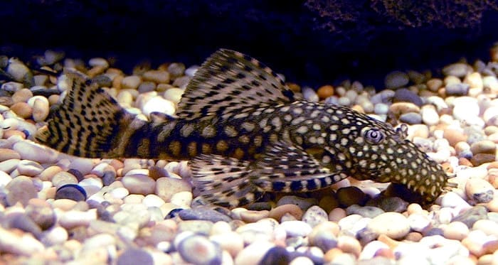 Bristlenose Pleco (Ancistrus spp.)