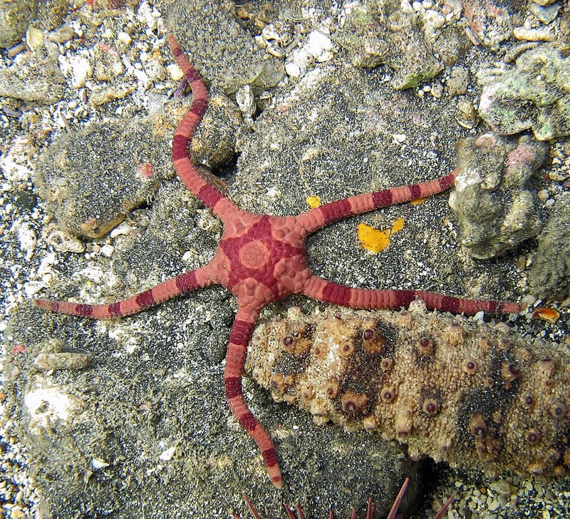 Banded Brittle Star (Ophiolepis superba)