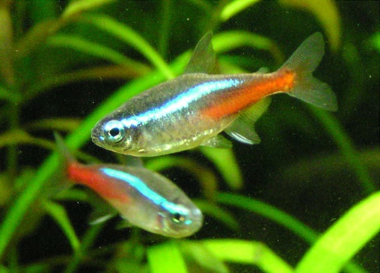 Cardinal Tetra (Paracheirodon axelrodi)