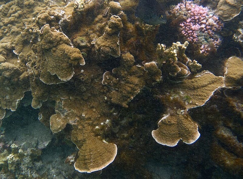 Chalice Coral (Echinophyllia spp.)