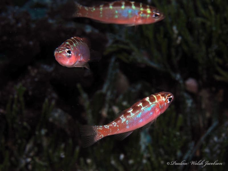Chalk Basslet (Serranus tortugarum)