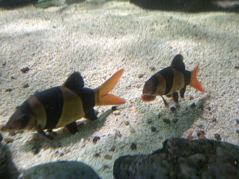 Clown Loach (Chromobotia macracanthus)