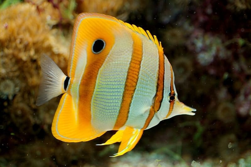 Copperband Butterflyfish (Chelmon rostratus)