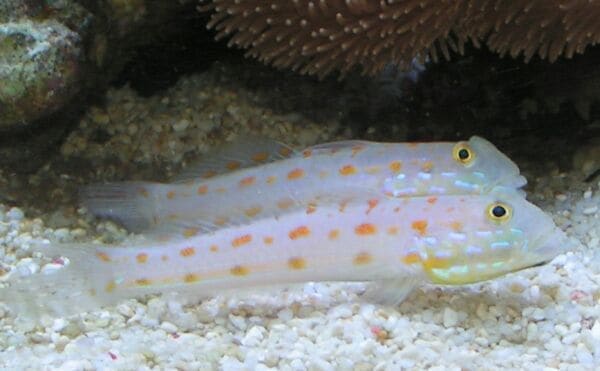 Diamond Watchman Goby (Valenciennea puellaris)
