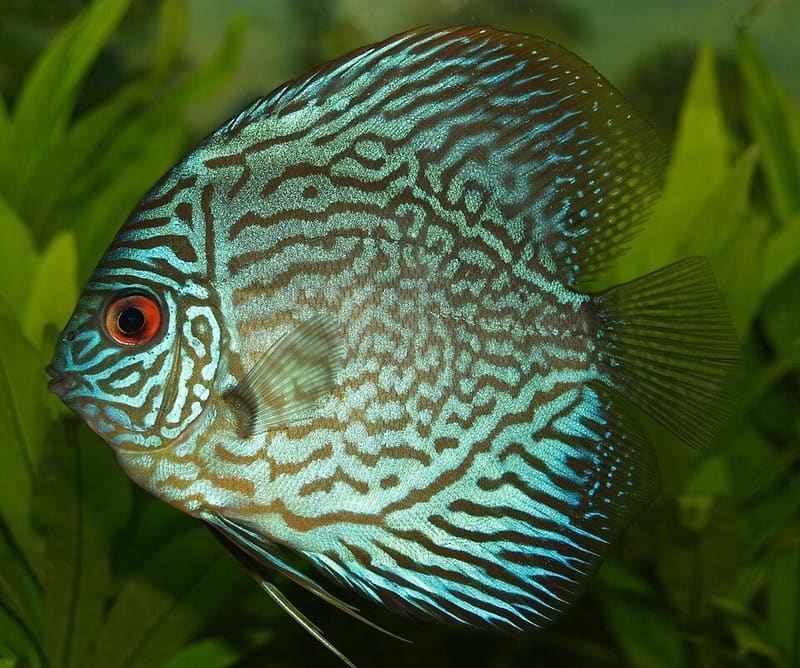 Discus (Symphysodon aequifasciatus)
