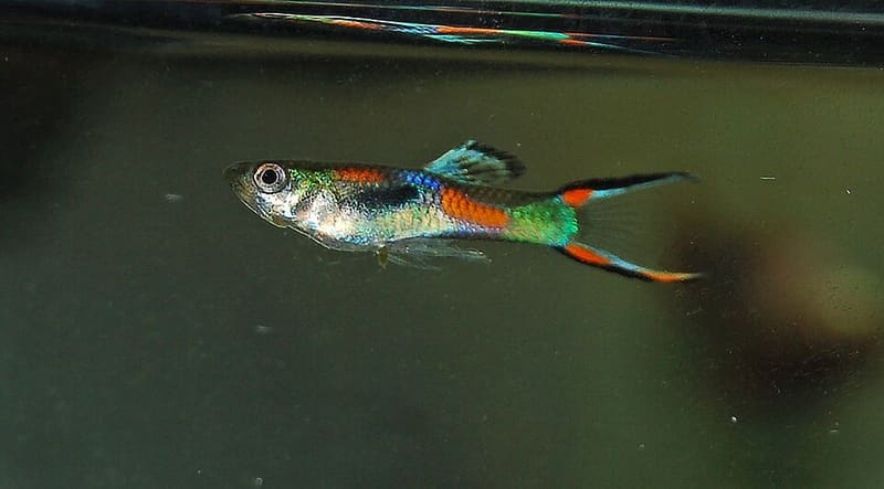 Endler's Livebearer (Poecilia wingei)
