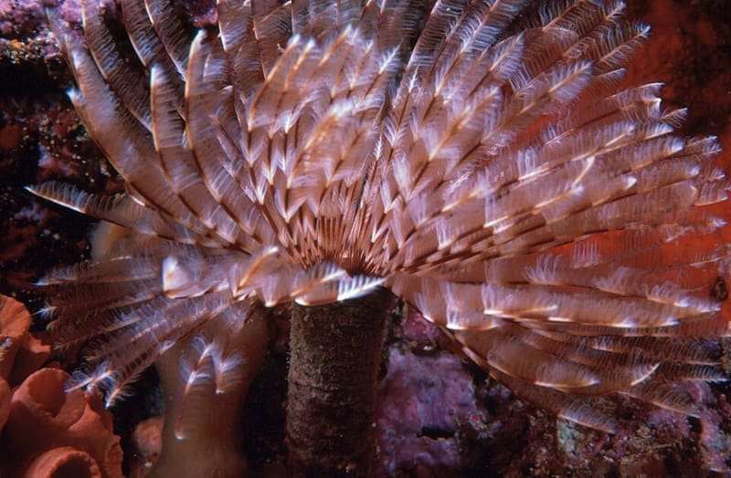 Feather Duster Worm (Sabellastarte spp.)