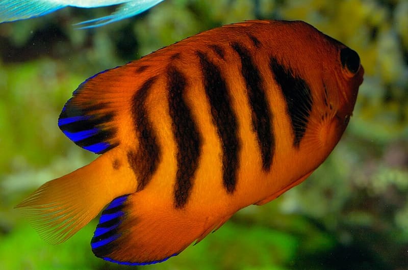 Flame Angelfish (Centropyge loricula)