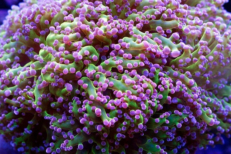 Frogspawn Coral (Fimbriaphyllia divisa)
