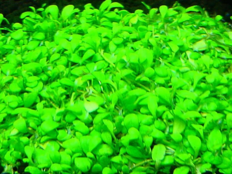 Glossostigma (Glossostigma elatinoides)