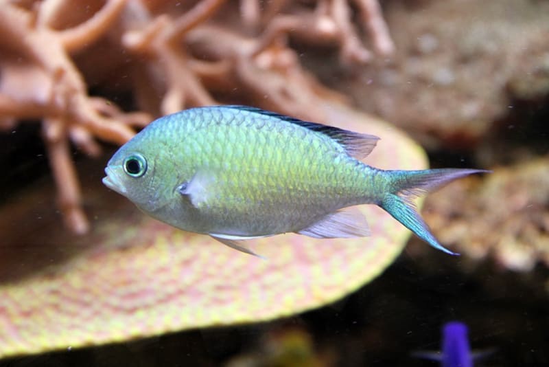 Green Chromis (Chromis viridis)