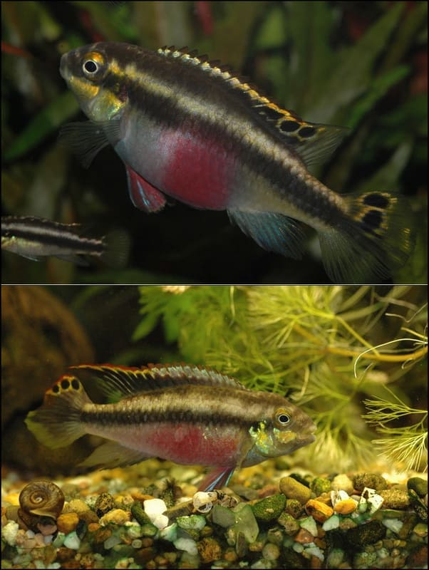 Kribensis (Pelvicachromis pulcher)