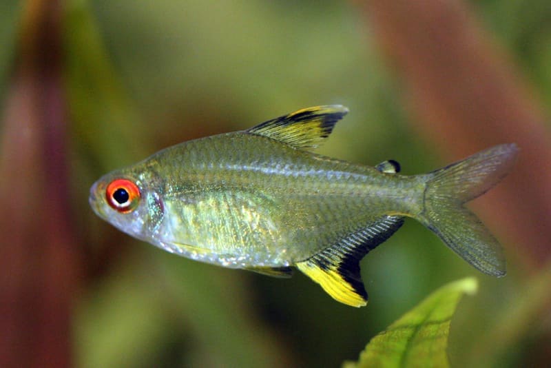 Lemon Tetra (Hyphessobrycon pulchripinnis)