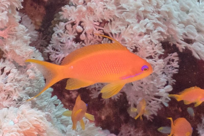 Lyretail Anthias (Pseudanthias squamipinnis)