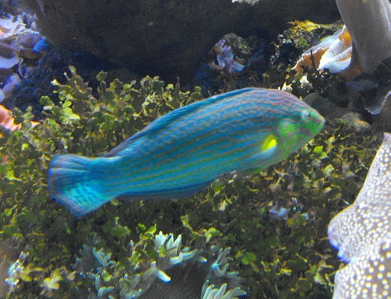 Melanurus Wrasse (Halichoeres melanurus)