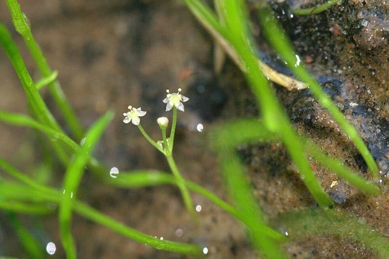 Micro Sword (Lilaeopsis brasiliensis)