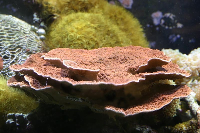 Montipora Cap (Montipora capricornis)