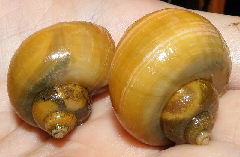 Mystery Snail (Pomacea diffusa)