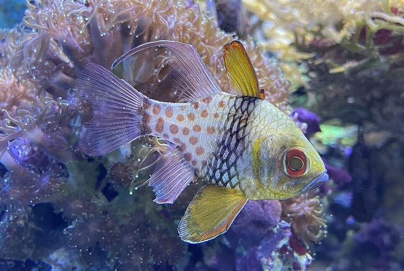 Pajama Cardinalfish (Sphaeramia nematoptera)