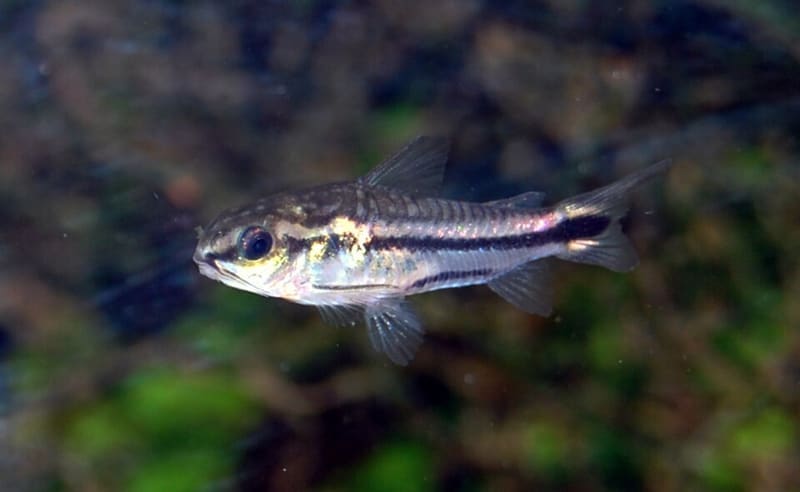 Pygmy Corydoras (Corydoras pygmaeus)