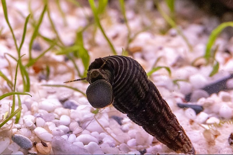 Rabbit Snail (Tylomelania spp.)