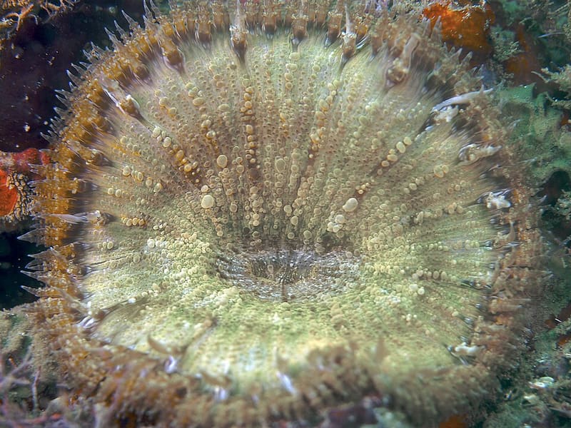 Rock Flower Anemone (Epicystis crucifer)