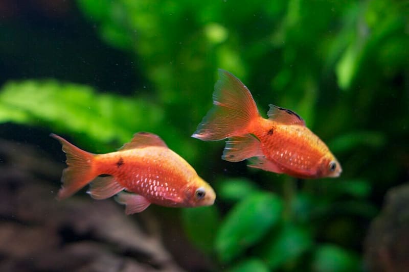 Rosy Barb (Pethia conchonius)