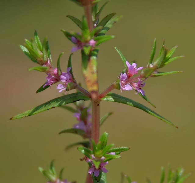 Rotala H'ra (Rotala sp. 'H'ra')