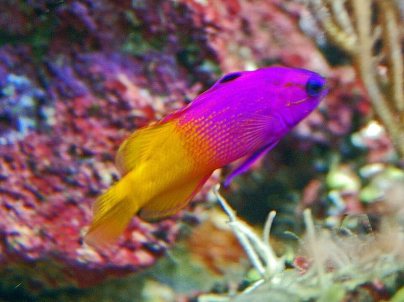 Royal Gramma (Gramma loreto)