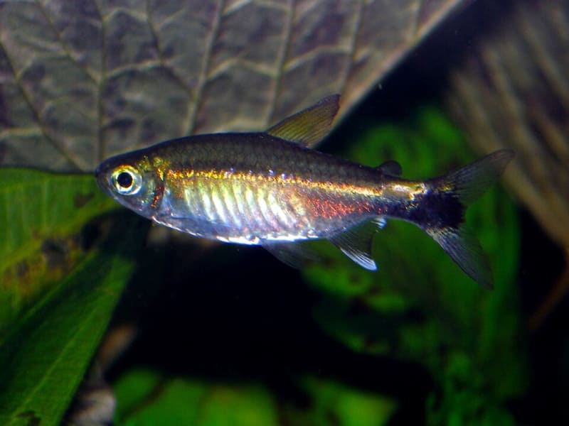 Rummy Nose Tetra (Hemigrammus bleheri)