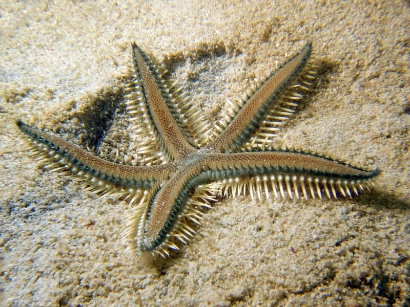 Sand-sifting Starfish (Astropecten polyacanthus)