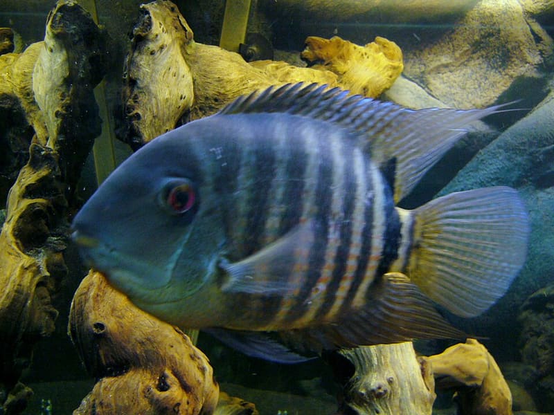 Severum (Heros severus)