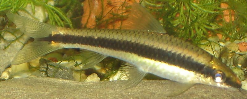 Siamese Algae Eater (Crossocheilus oblongus)