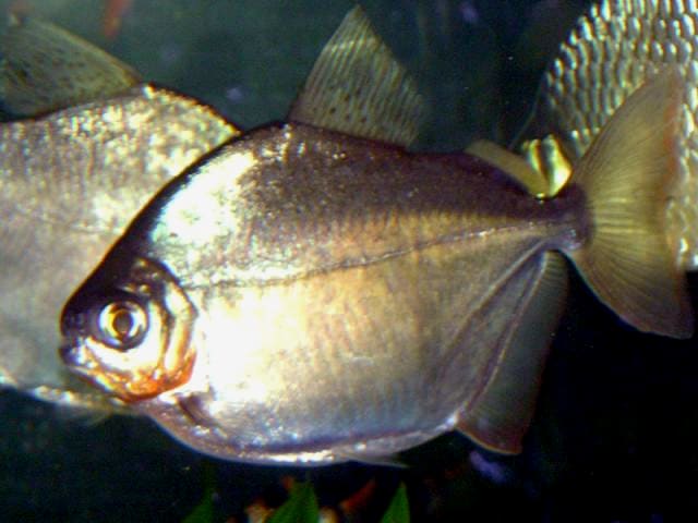 Silver Dollar (Metynnis argenteus)