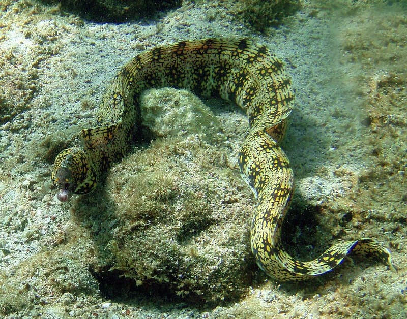 Snowflake Moray Eel (Echidna nebulosa)