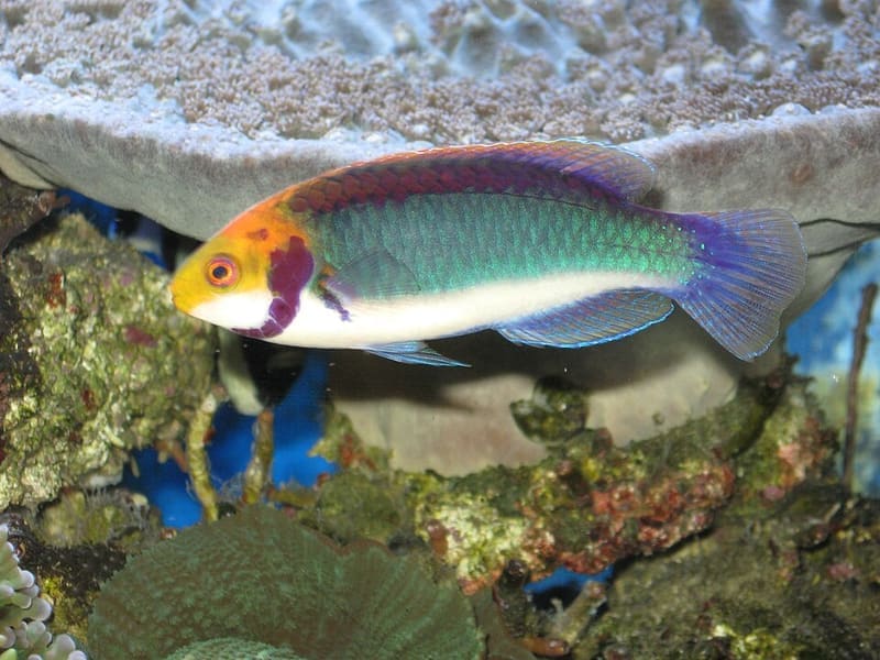 Solar Fairy Wrasse (Cirrhilabrus solorensis)