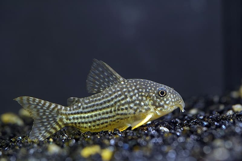 Sterbai Corydoras (Corydoras sterbai)