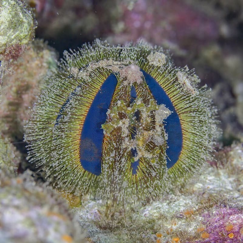 Tuxedo Urchin (Mespilia globulus)
