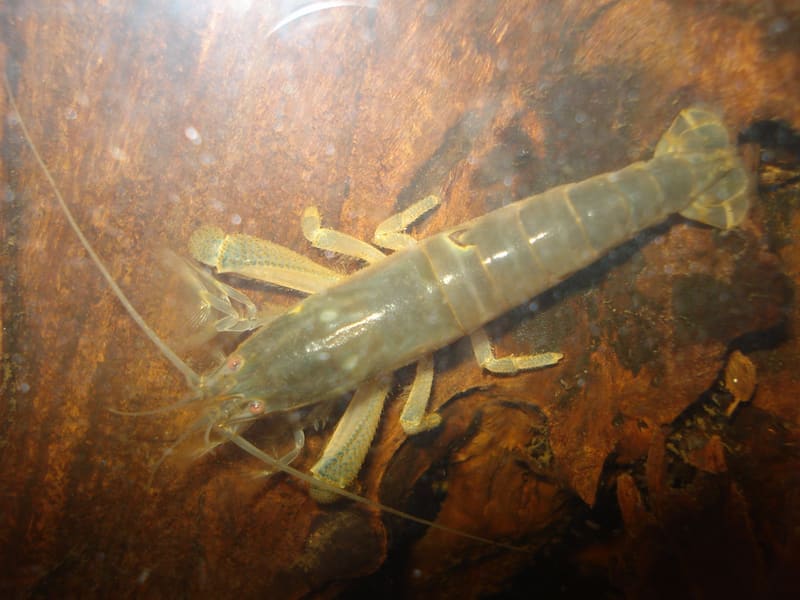 Vampire Shrimp (Atya gabonensis)